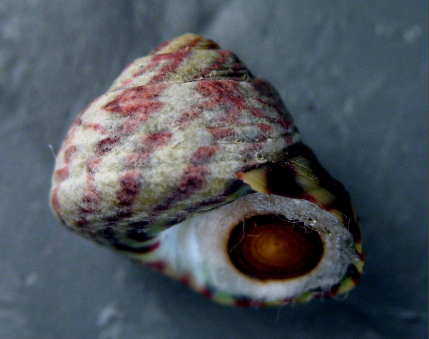 Trochoidea e affini nel Mediterraneo